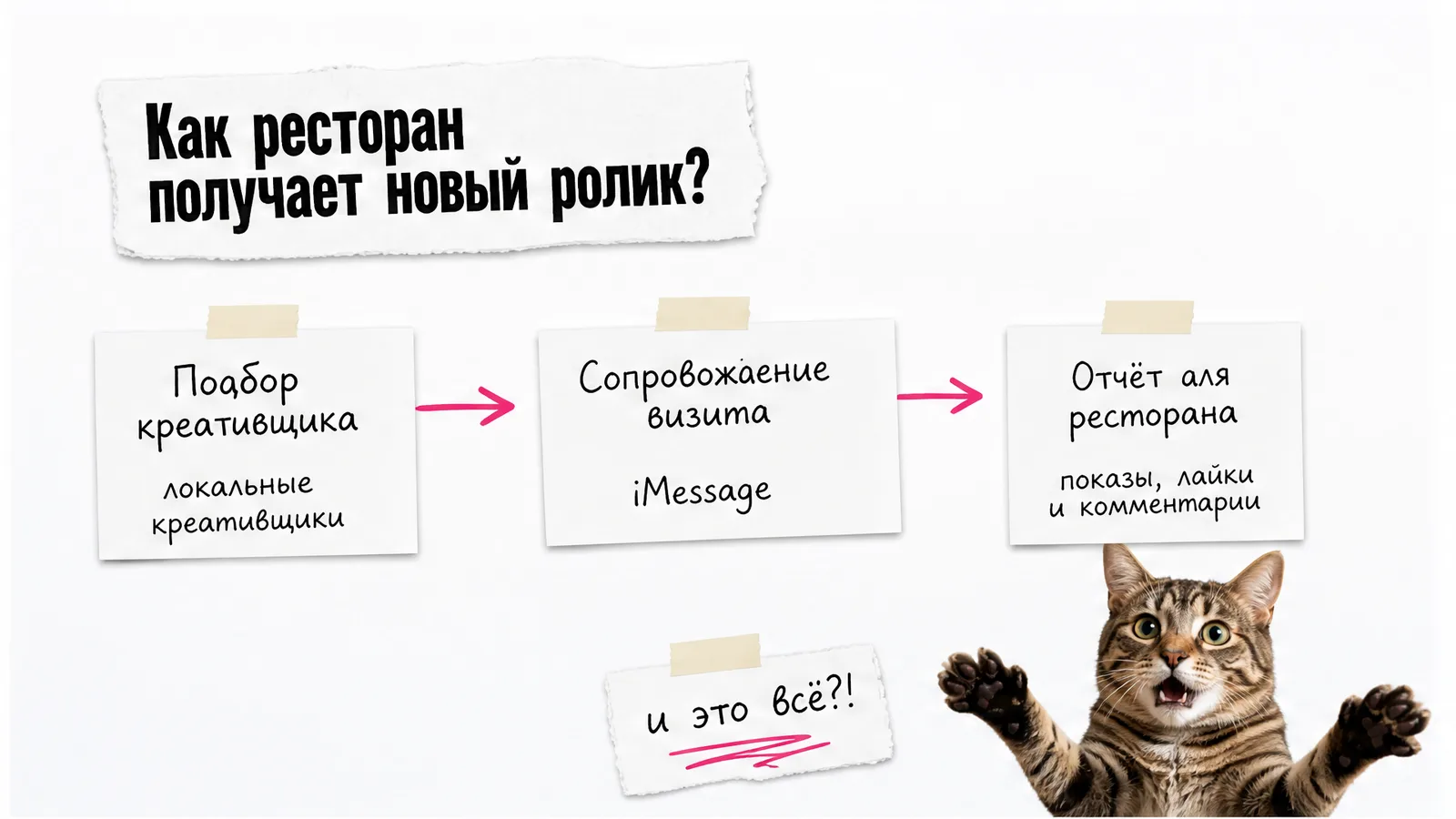 Кот удивляется схеме подбора креативщика, бронирования и публикации ролика.
